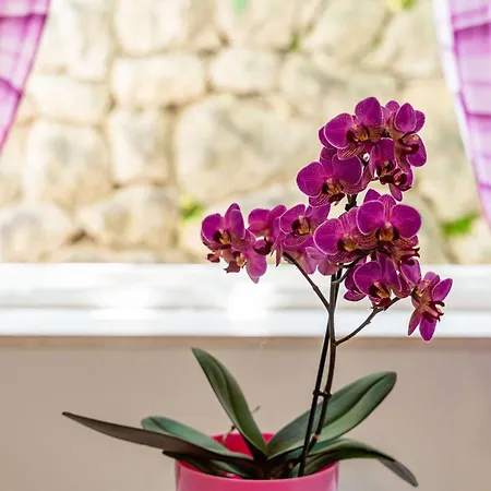 & Mara & Petrunjela - Two Bedroom With Terrace And Sea View Lejlighed Cavtat